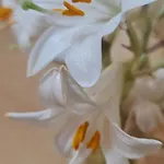 The Bloom Veranda - Elegant Center Retreat 公寓 地拉那