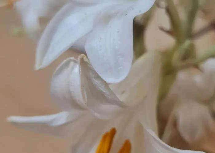 The Bloom Veranda - Elegant Center Retreat 公寓 地拉那