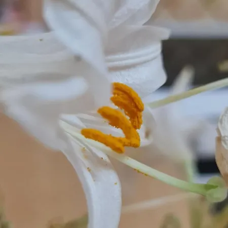 The Bloom Veranda - Elegant Center Retreat