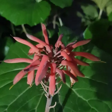 The Bloom Veranda - Elegant Center Retreat Tiran