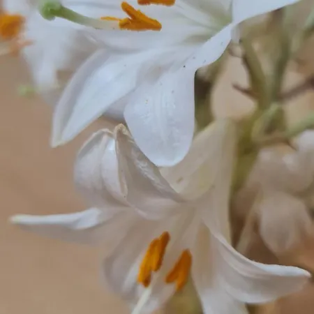 The Bloom Veranda - Elegant Center Retreat Daire Tiran