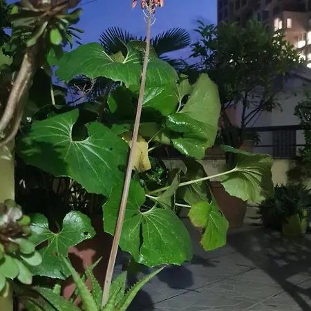 The Bloom Veranda - Elegant Center Retreat Daire *