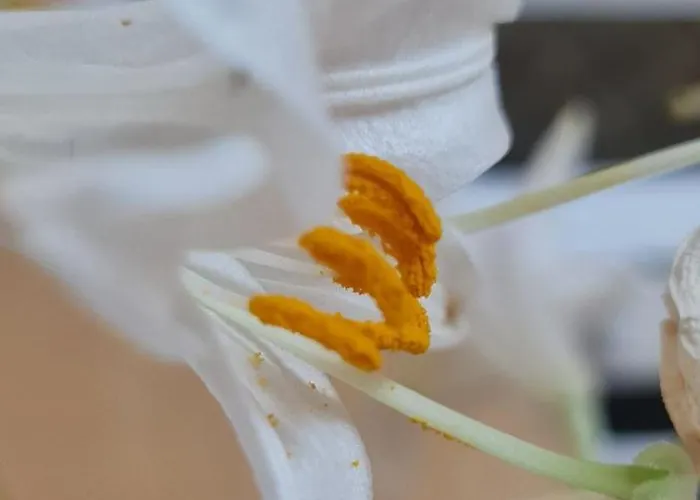 The Bloom Veranda - Elegant Center Retreat