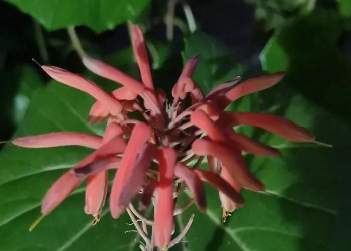 The Bloom Veranda - Elegant Center Retreat Tirana