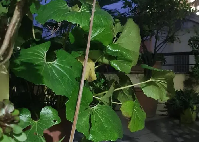 The Bloom Veranda - Elegant Center Retreat アパート *